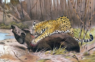 Jaguar, lámina de Brehms Tierleben: Allgemeine Kunde des Tierreichs, vol.1, p.494, publicado por Bibliographisches Institut, 1890 de German School